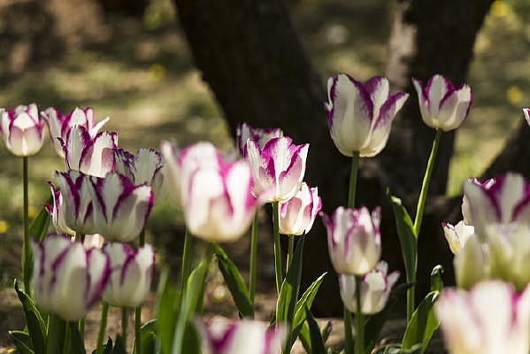 ��Ͽ������㻨��