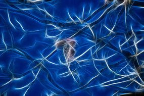 ��ɫ����