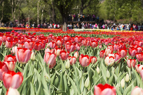 ���������㻨��