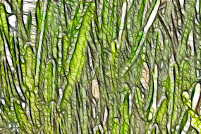 �λó����������� ֲ��