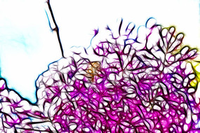 �λ÷�ɫ���㻨