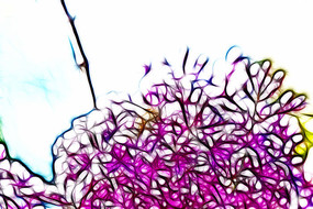 �λ÷�ɫ���㻨������