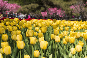 �λû�ɫ�����㻨��