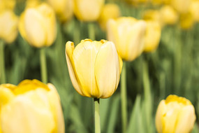 �λû�ɫ������ʢ��