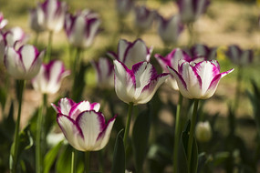 �λû�Ͽ������㻨��