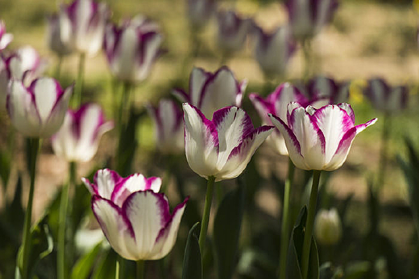 �λû�Ͽ������㻨��