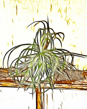 �λÿ���ֲ������