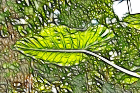 �λ���ҶҶ��