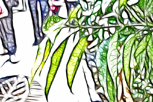 �����֦Ҷ����