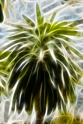 ɳĮֲ���޿�