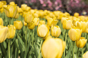 ʢ���Ļ�ɫ������