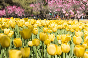 ʢ���Ļ�ɫ�����㻨��