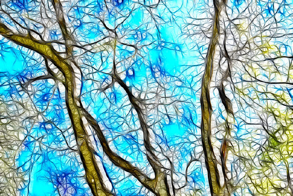 ������Ҷ