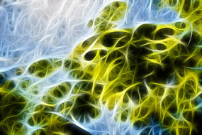 ��ľ֦Ҷ�����޿�