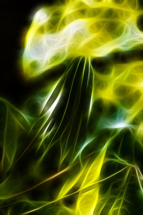 ��ľ֦Ҷ����װ�λ�