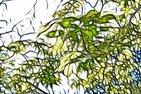 ��ľ֦Ҷ�޿�