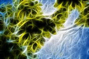 ��ľ֦Ҷ�޿�