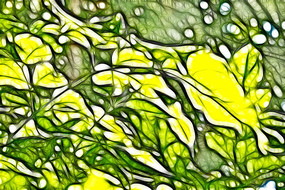 ��Ҷ����