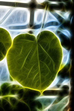 ��ҶҶ���޿�