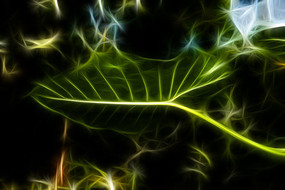 ��ҶҶ��װ�λ�