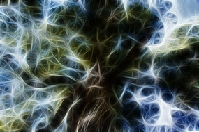 ��֦����