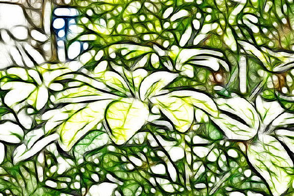 �ǽ�����Ҷ