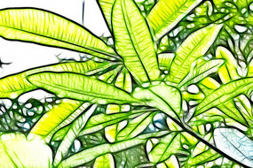 �ǽ���Ҷ��