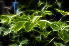 �ǽ���Ҷ�ӳ���������