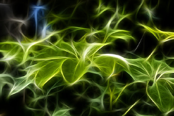 �ǽ���Ҷ�ӳ���������