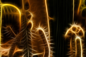 ���˰�����