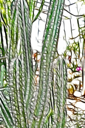 ���˰�ֲ��