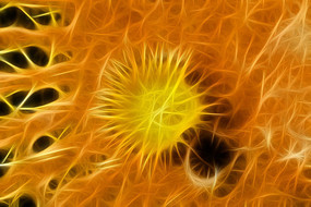 �������޿�