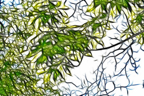 ֦Ҷ������