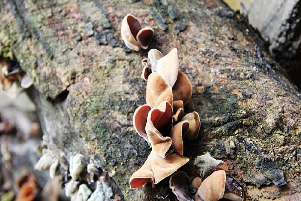 ����ľ��