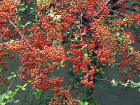 ����ֲ���