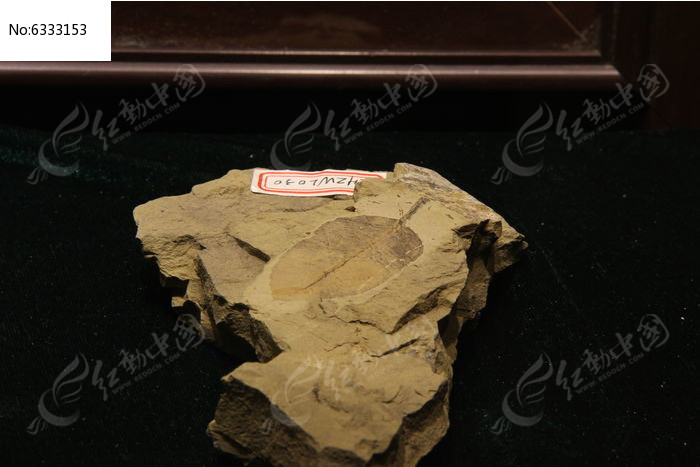 �����ﻨҶ��ʯͼƬ