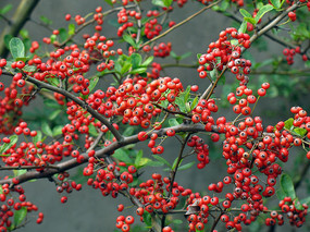 ��ɫ�Ļ𼬹�