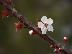 ��Ҷ���