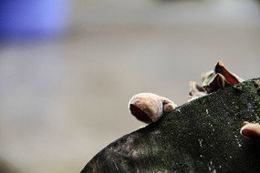 ľ��ԭ����