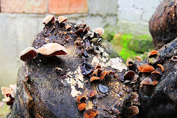 ľͷ�ϵ�ľ��