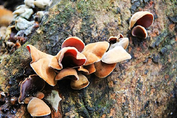 ���۵�ľ��