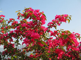 ���޵�����÷