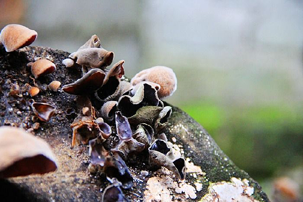 Ұ��������ľ��