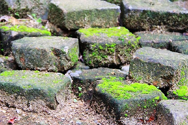 שͷ�ϵ���̦