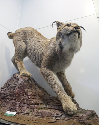 ��Σ��������걾