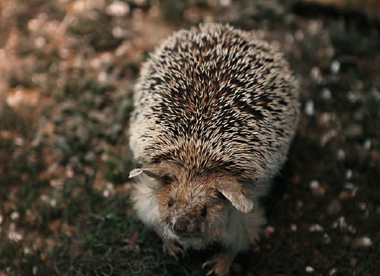 ��Σ�����⬱걾