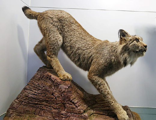 ��Σ��������ı걾