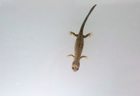 ��Σ����צ��ı걾