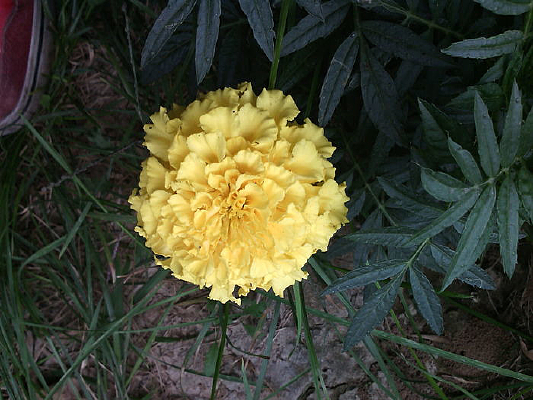 ����ƻ�ʢ��