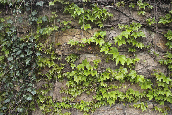 ��ǽ��ɽ��